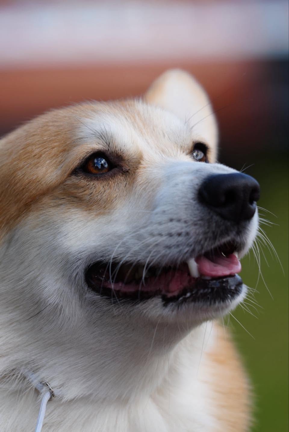 Dumna prezentacja Welsh Corgi Pembroke z pucharem i medalem